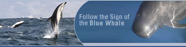 Follow the Sign of the Blue Whale