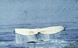 Humpback Whale